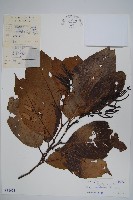 藏品(尼泊爾赤楊)的圖片