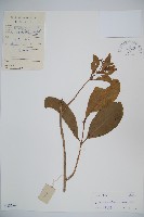 藏品(珊瑚樹)的圖片