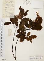 藏品(黃杞)的圖片