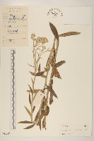 藏品(紅面番)的圖片