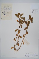 藏品(空心蓮子草)的圖片