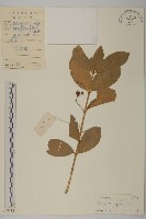 藏品(日本衛矛, 大葉黃楊)的圖片