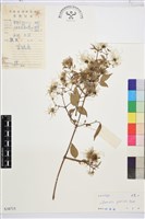 藏品(小蓑衣藤)的圖片