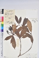 藏品(鹿角杜鵑、西施花、青紫木)的圖片