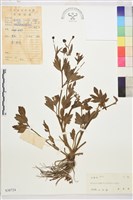 藏品(茴茴蒜)的圖片