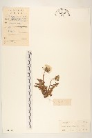 藏品(蒲公英)的圖片