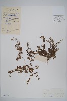 藏品(附地菜)的圖片