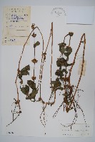 藏品(柳葉水蓑衣)的圖片