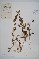 藏品(繁穗莧)的圖片