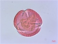 藏品(臺灣清風藤)的圖片