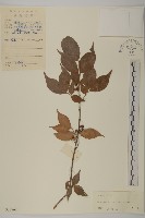 藏品(窄翅衛矛)的圖片