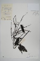 藏品(漿果莧)的圖片