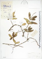 藏品(石吊蘭、吊石苣苔)的圖片