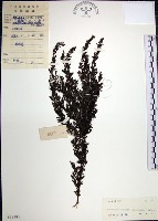 藏品(鐵掃帚、千里光)的圖片