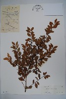 藏品(羅浮冬青、矮冬青)的圖片