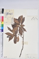 藏品(長蕊杜鵑)的圖片