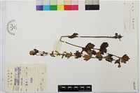 藏品(烏頭)的圖片