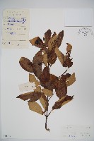 藏品(宜昌莢迷)的圖片