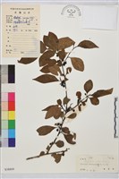 藏品(山綠柴)的圖片