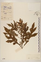 藏品(三七草)的圖片