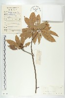 藏品(薄果猴歡喜)的圖片