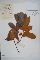 藏品(瓜馥木)的圖片