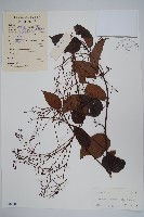 藏品(帘子藤)的圖片