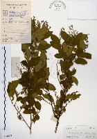 藏品(灰木)的圖片