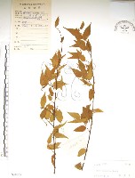 藏品(銳葉山黃麻)的圖片