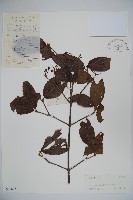 藏品(莢迷)的圖片