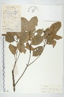 藏品(香港四照花)的圖片