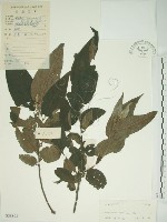 藏品(山黃麻)的圖片