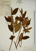 藏品(野牡丹)的圖片