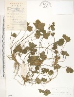 藏品(蛇莓、地莓、龍吐珠)的圖片