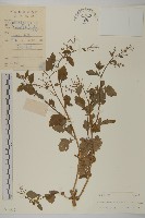 藏品(魚眼菊)的圖片