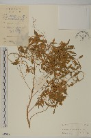 藏品(臭杏、土荊芥)的圖片