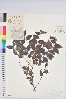 藏品(毛果算盤子)的圖片