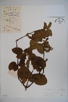 藏品(山銀花)的圖片