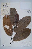 藏品(闊葉瓜馥木)的圖片