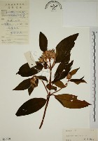 藏品(野牡丹)的圖片