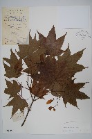 藏品(毛脈槭)的圖片