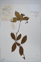 藏品(疏毛厚殼樹)的圖片