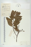 藏品(禿瓣杜英)的圖片