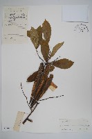 藏品(羊角扭)的圖片