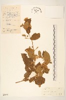 藏品(細脈斑鳩菊、毒根斑鳩菊)的圖片