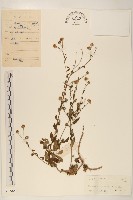 藏品(雞兒腸)的圖片