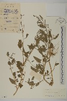 藏品(藜、灰藜)的圖片