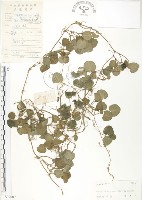 藏品(苞花蔓)的圖片