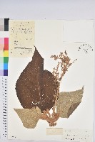 藏品(毛桐)的圖片