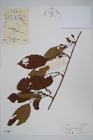 藏品(京梨獼猴桃)的圖片